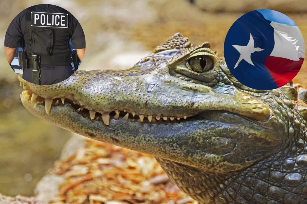 WATCH: Texas Cops Take On Their Scaly Alligator Rivals