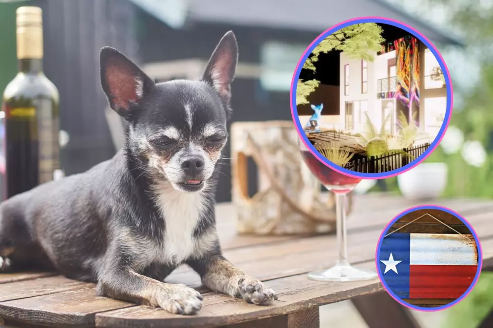 This Texas House is Perfect For Chihuahua Dog Lovers