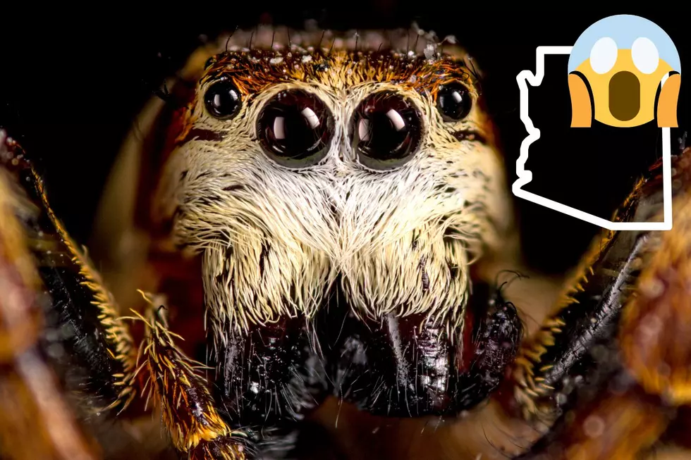 These are 3 of the Most Dangerous Spiders in Arizona