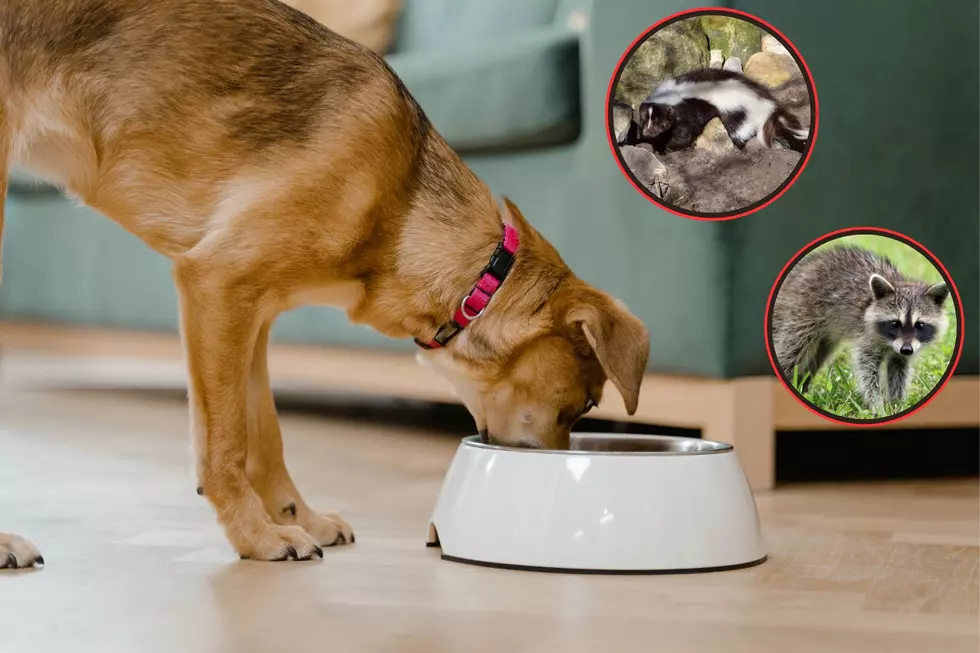 Texas, Your Pet Food Might Be Attracting Unwanted Creatures