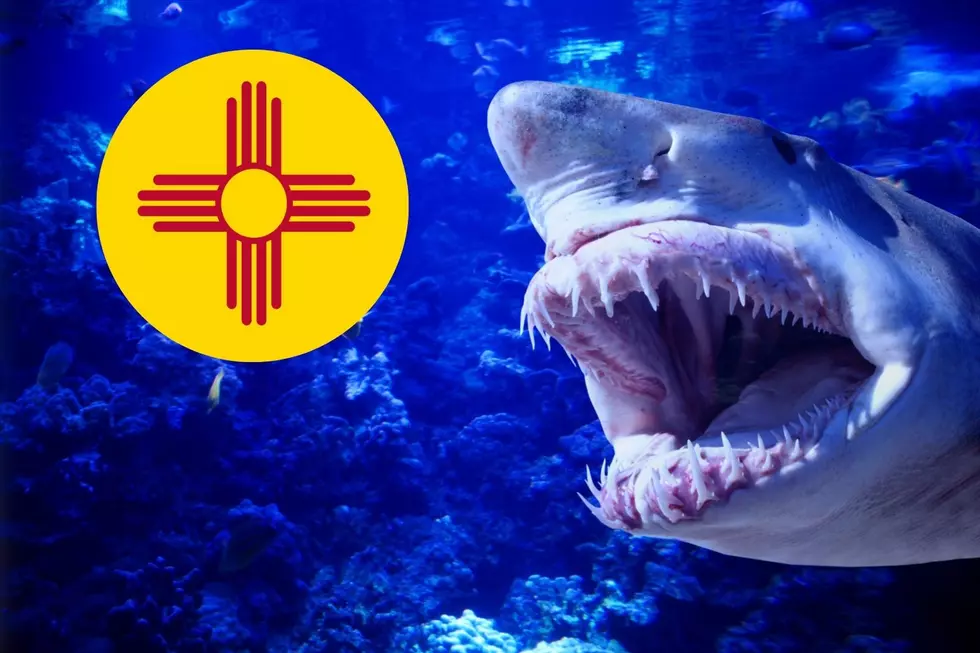 Believe it Or Not, There Has Been a Shark Attack in New Mexico