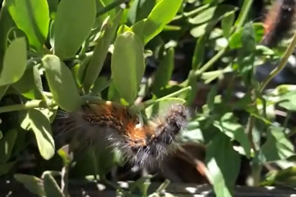 Salt Marsh Caterpillar