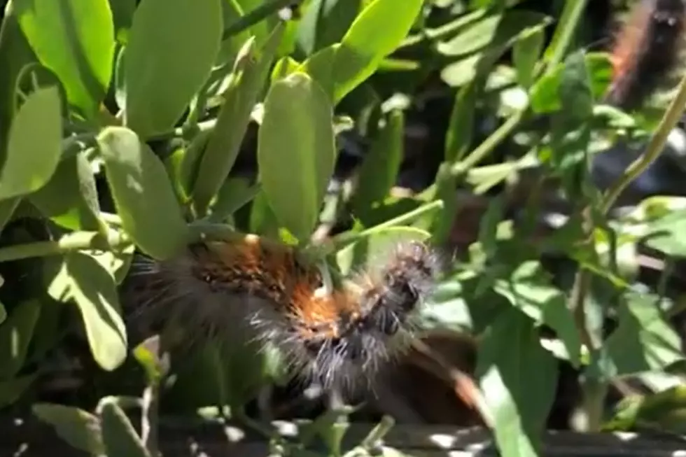 Check Out this Fuzzy Caterpillar Spotted in Texas
