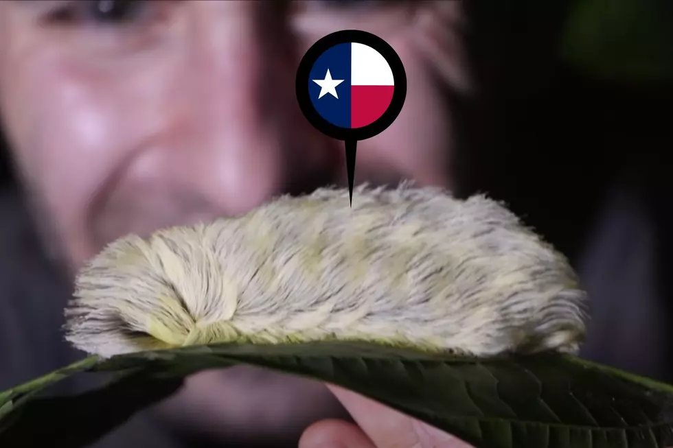 You Don’t Want to Touch this Furry Texas Caterpillar