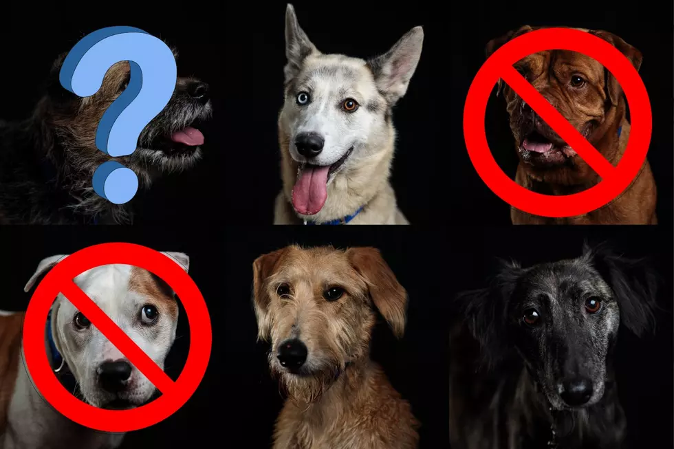 Are These Dog Breeds Illegal To Own In Texas?