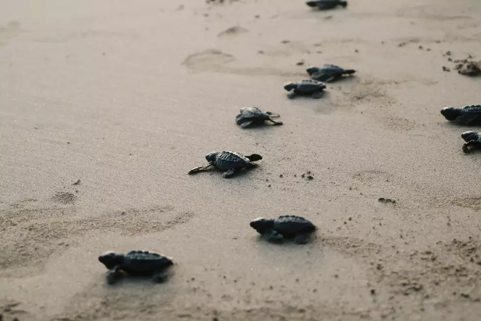 Texas sea turtles