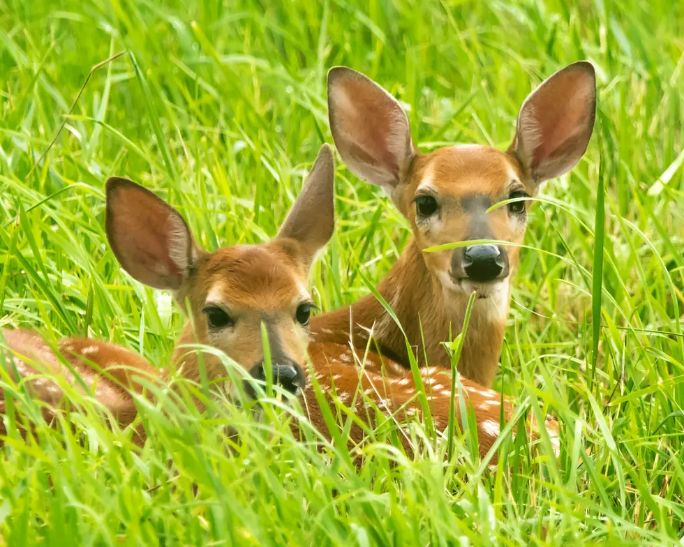 Fawn-Napping Is Becoming A Big Issue In Texas