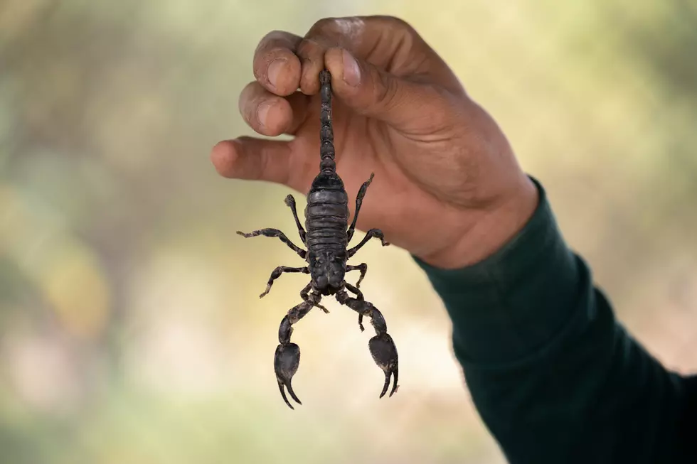How to Deal With the Surge in Scorpions in Texas