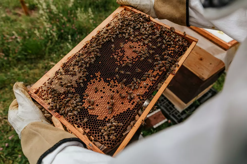 Beekeeping in Texas