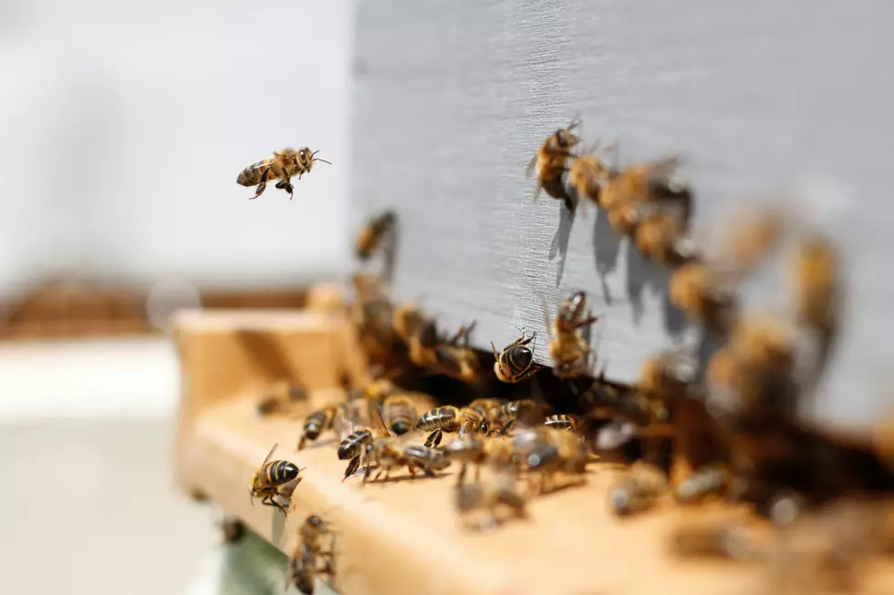 Beekeeping in Texas