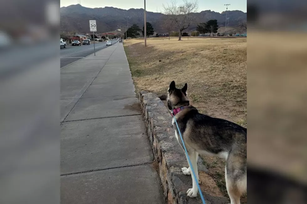 El Paso Ranked Among Best Places in Texas for Dog Walks