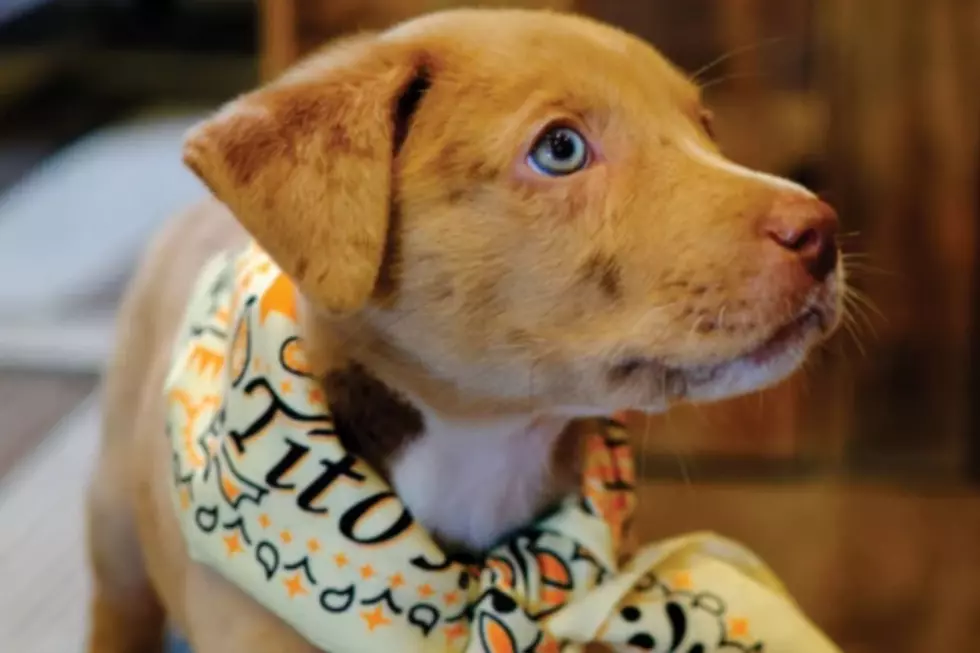The Texas Vodka Brand That’s Saving Dogs Nationwide