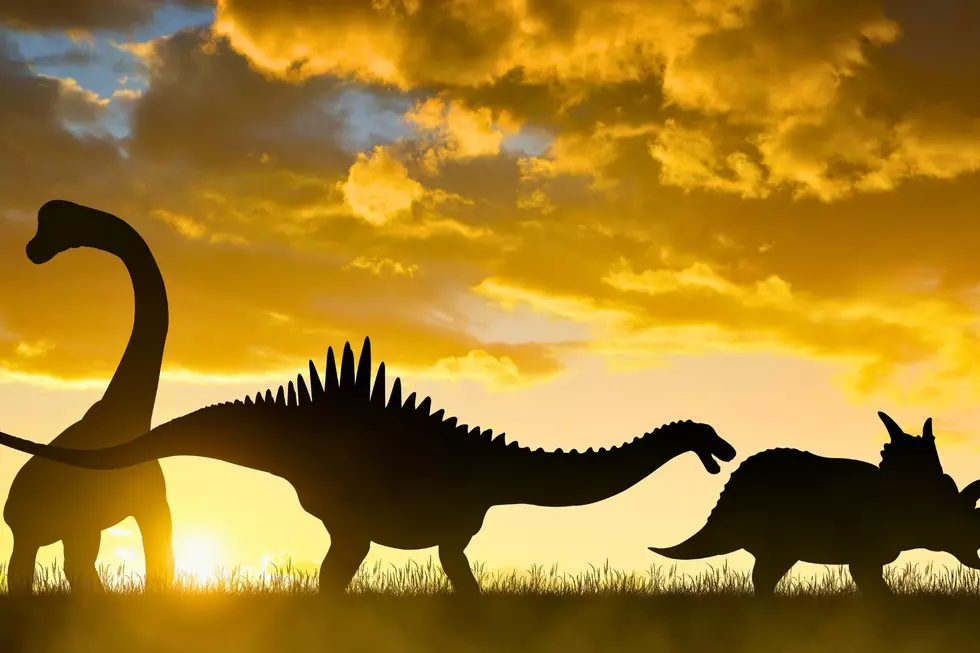 Texas Picks Its Favorite Dinosaur and It’s a Big Deal