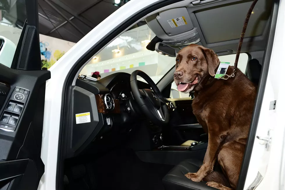 Protect Your Dog During Holiday Travel In Texas