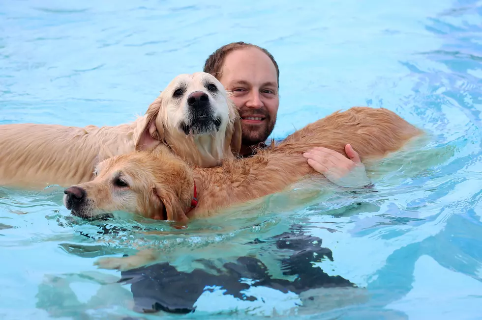 Smartest Dog Breeds In El Paso – Did Yours Make The List?