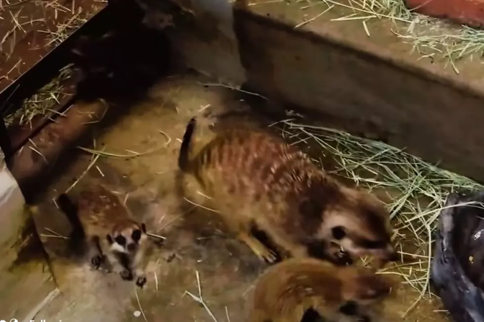 The El Paso Zoo Just Got Three Times More Adorable