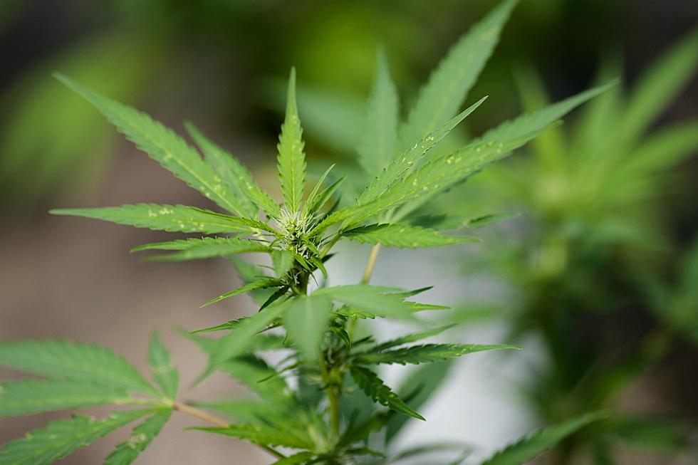 Recreational Marijuana Use Now Legal in California, Massachusetts and Nevada
