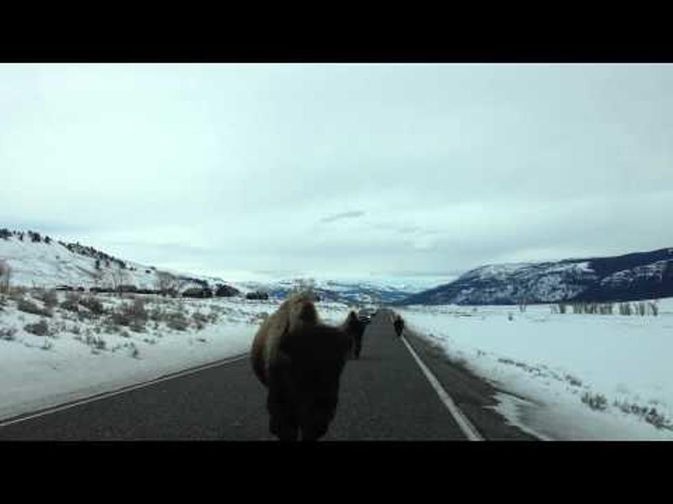 Yellowstone Bison Head Butts a Car