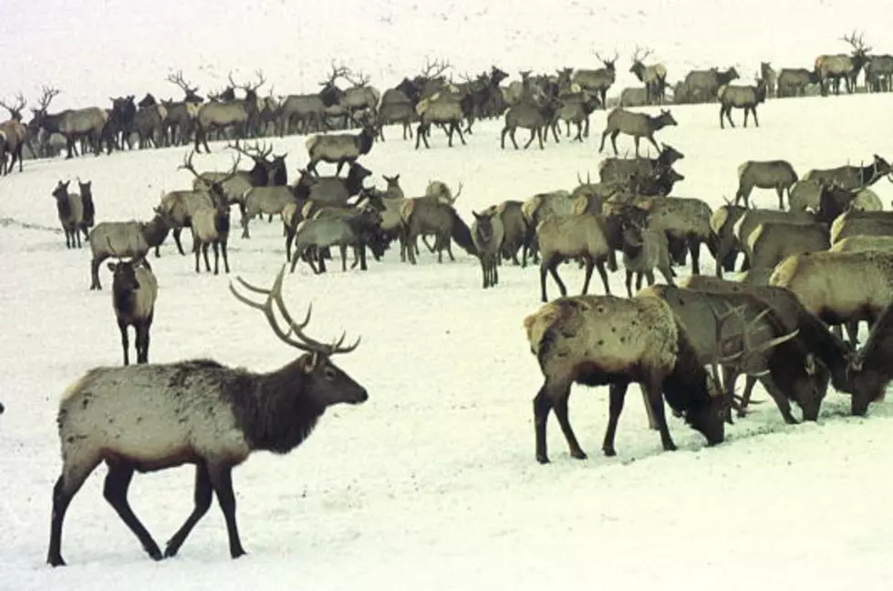 Montana’s Climbing Arrow Ranch Bow Elk Hunt