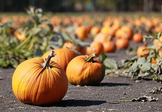 The Best Pumpkin Patches In Billings