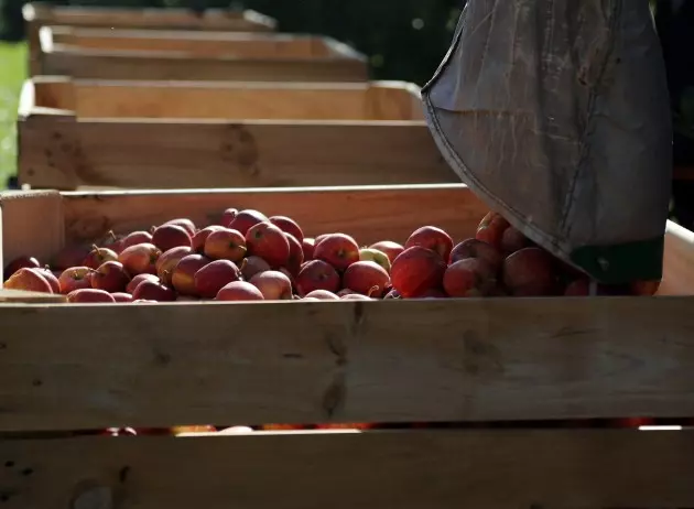The Closest U-Pick Apple Orchards To Billings