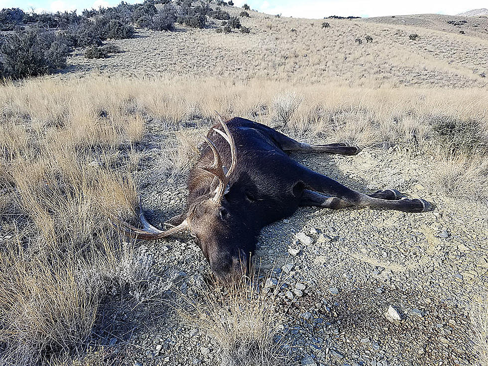 Bull Moose Shot, Wasted Near Butte