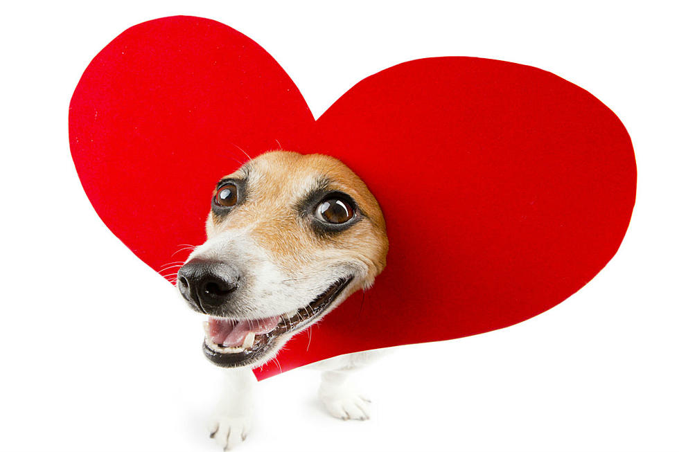 My Furry Valentine Will Benefit Local Animal Shelter