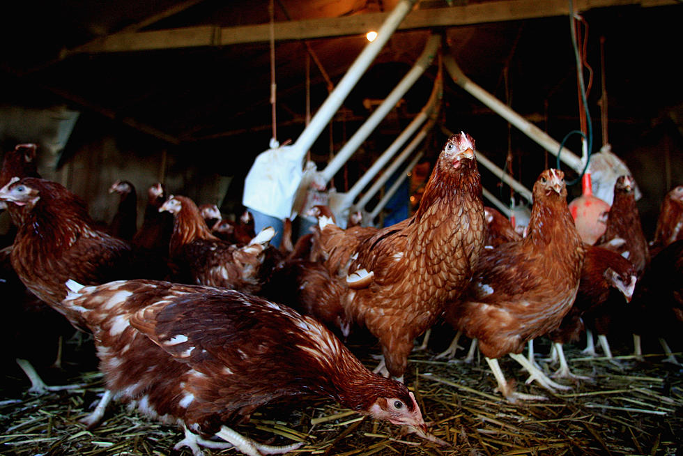 Farmers Beware: Avian Flu Confirmed in Two Counties in Montana