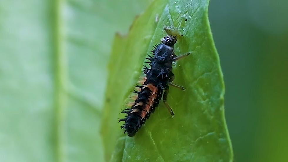 What in the World Is This Bug, Montana? Turns Out, No Big Deal
