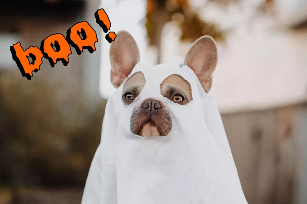 Here's Where to Find Halloween Pet Fun in Billings This Year