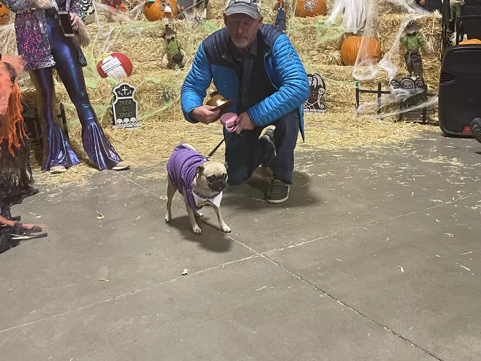 attachment-pug 2