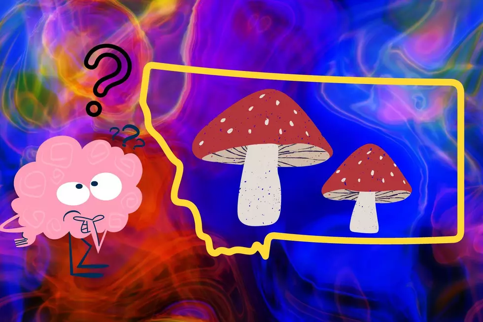 Are Montanans Sympathetic Towards the Psychedelic Movement?