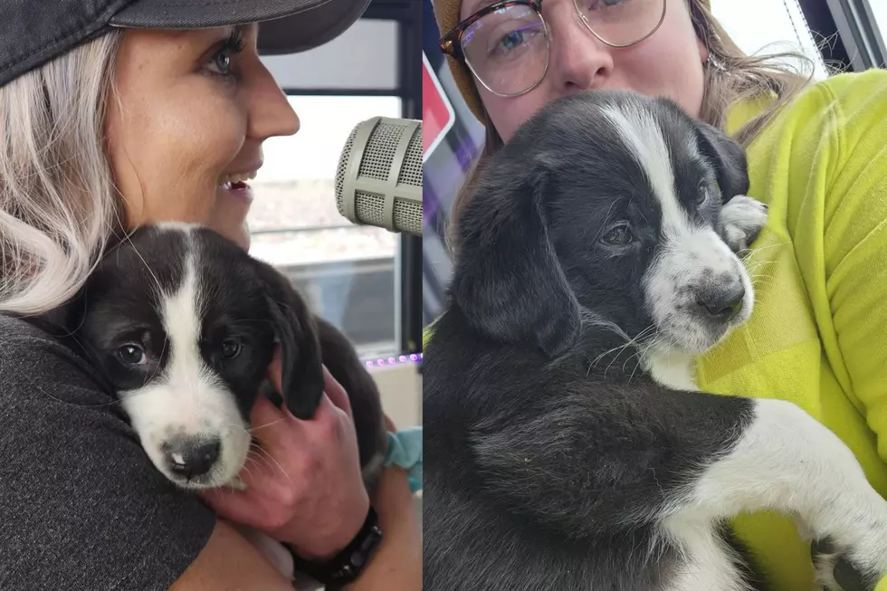 OMG! Cutest Puppies for Adoption at Yellowstone Valley Animal Shelter