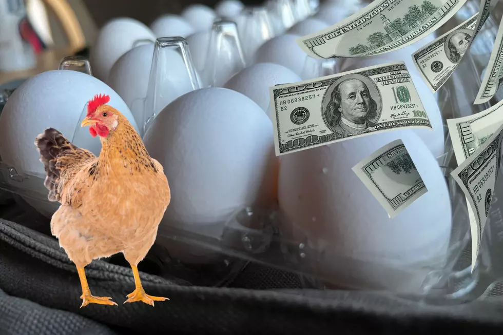 Want 'Free' Eggs in Montana? Do the Math Before You Buy Chicks