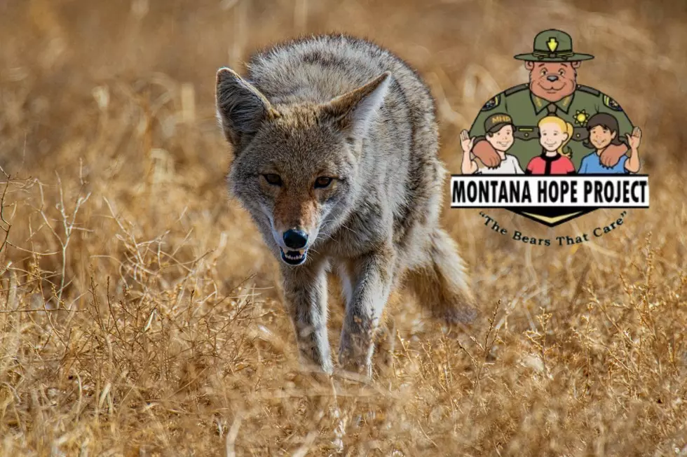 Upcoming Coyote Hunt Raising Funds for Beloved Montana Non Profit