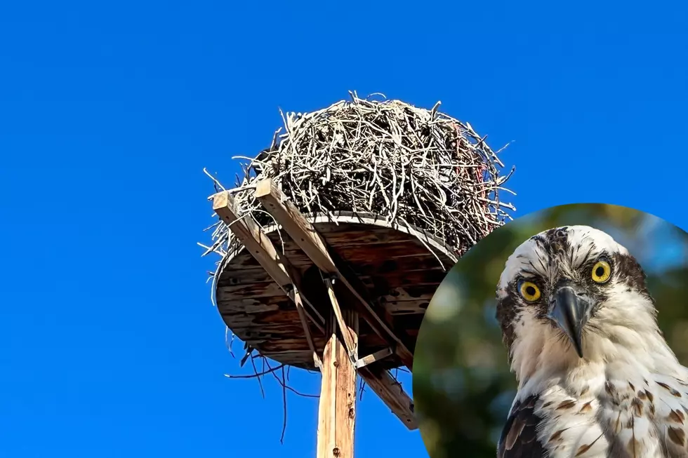Meet the Raptor Responsible for Enormous Nests in Montana