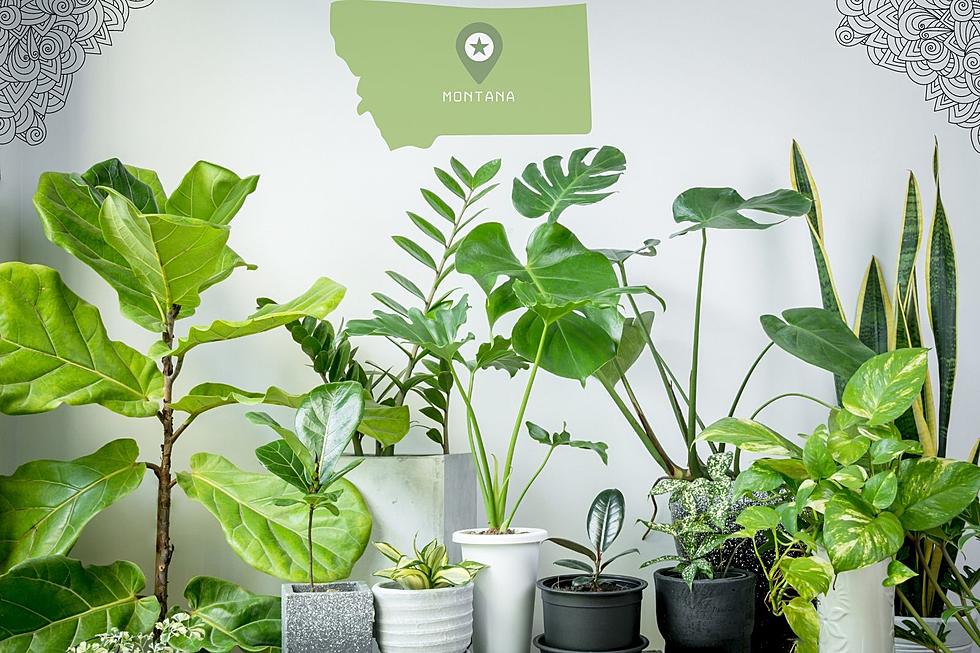 Best/ Easiest House Plants and Where to Find Them in Billings