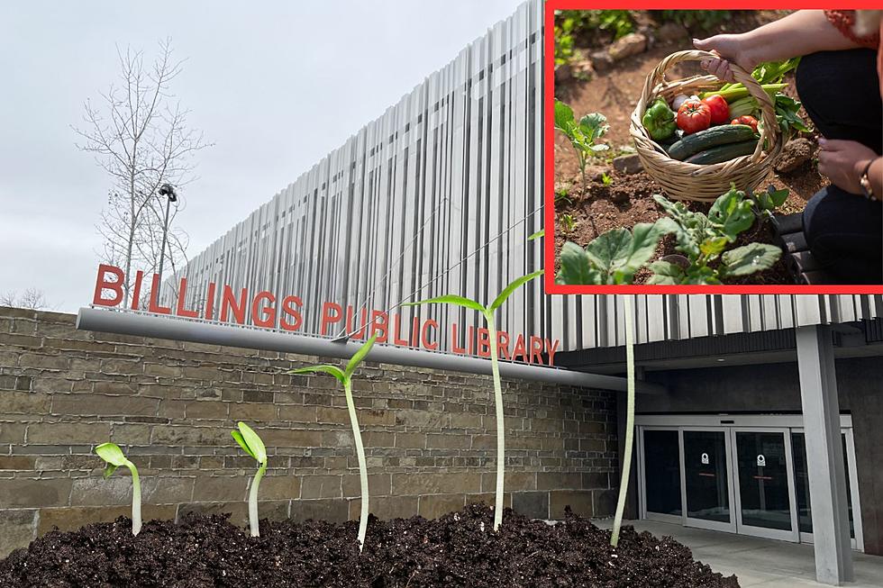 Did You Know the Billings Public Library Has a Free Seed Bank?