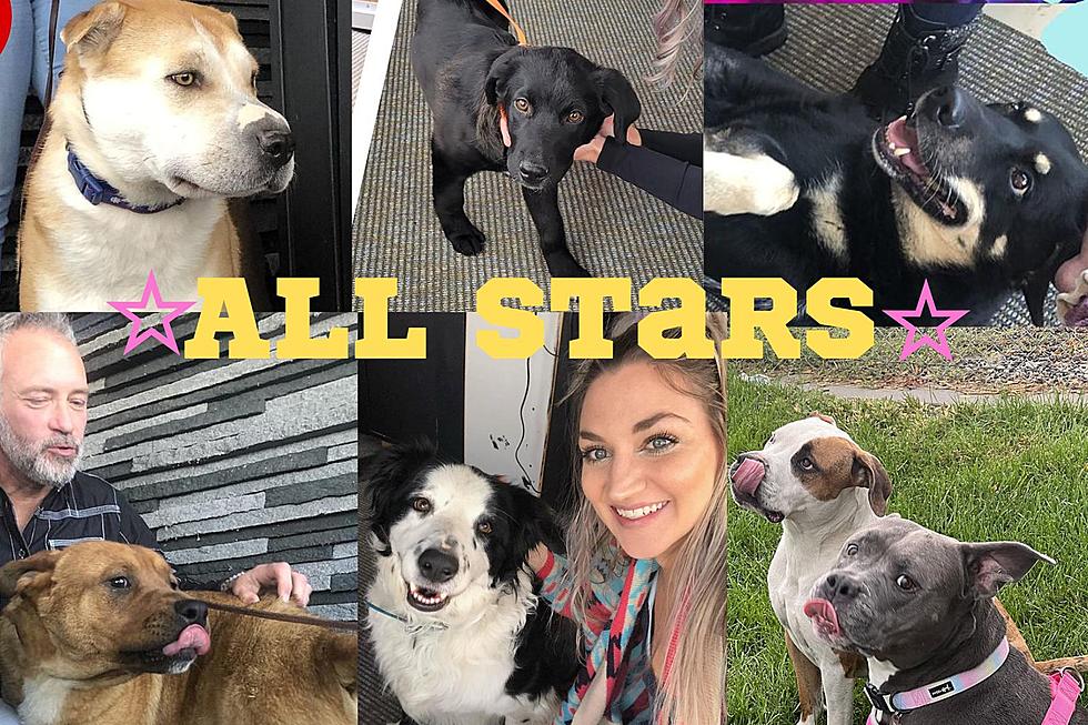 PROUDLY Presenting: ALL STARS of Wet Nose Wednesday in Billings