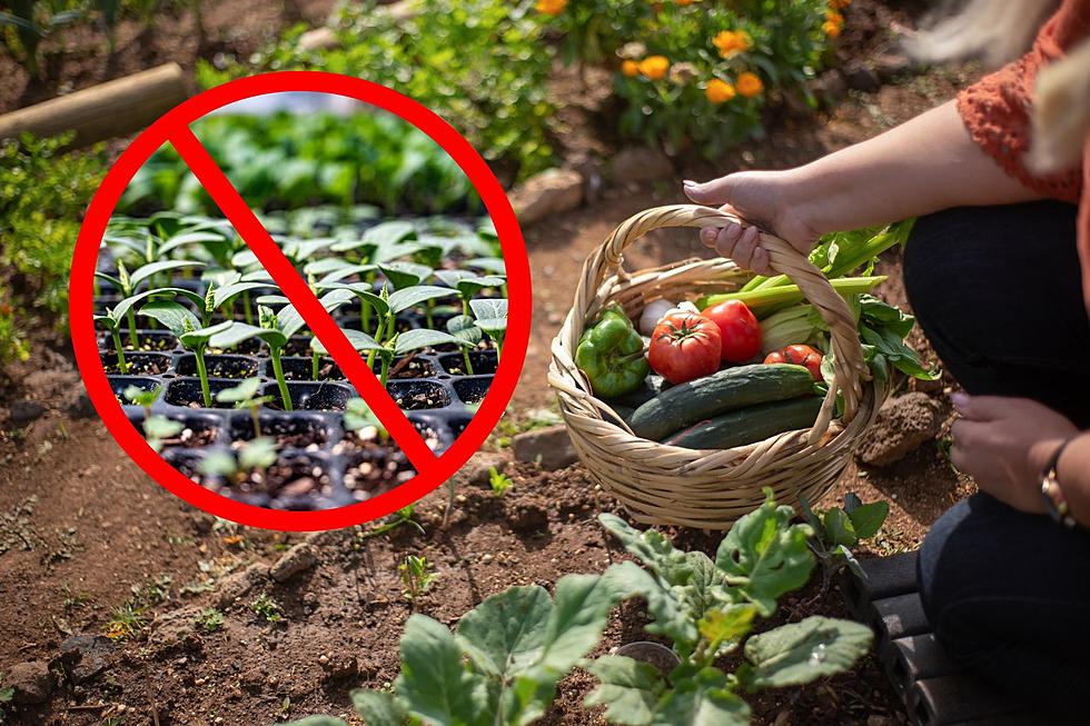 Yes, It’s too Early to Start Your Garden Seeds Indoors in Billings