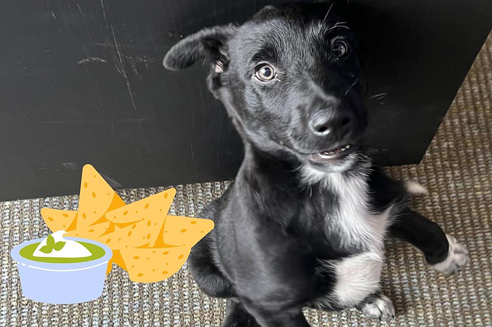 Pass the Salsa. Frisky &#8216;Tortilla&#8217; is Up for Adoption at Billings Shelter