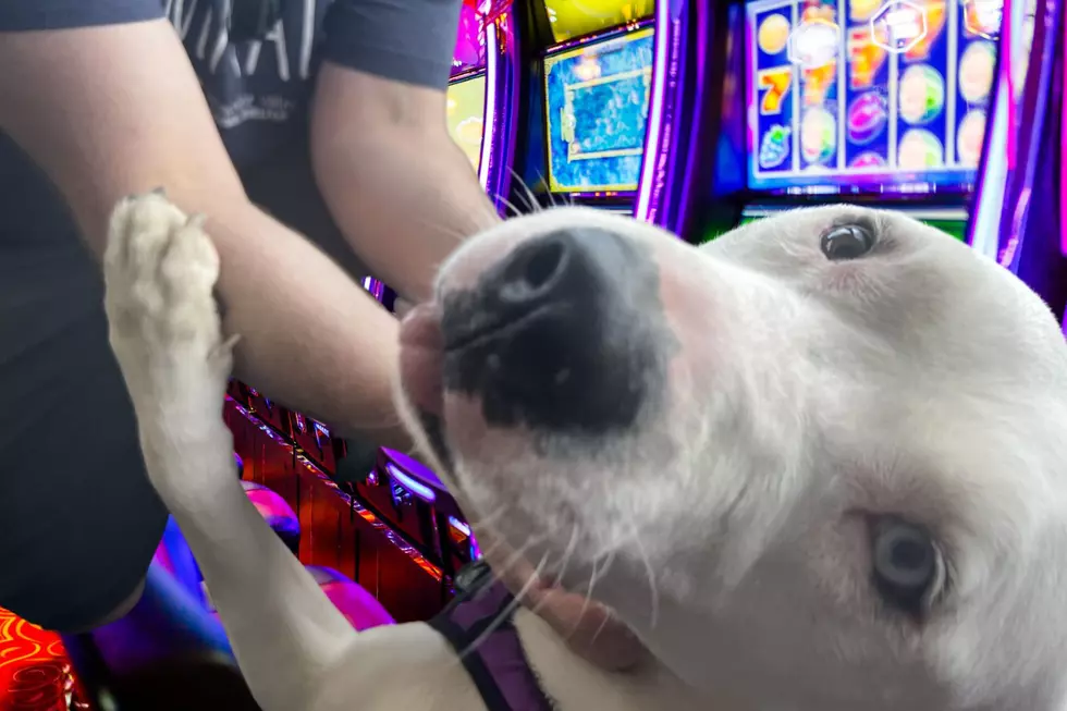 Will ‘Keeno’ Get Lucky with a Forever Home? FREE ADOPTION at YVAS