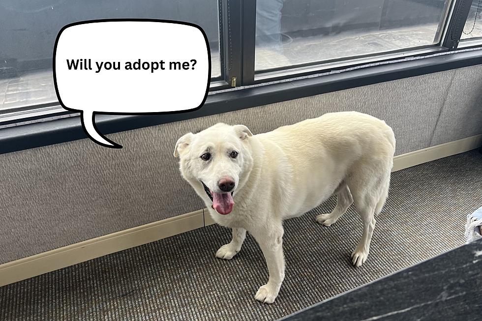 Older Dogs Need Love Too. Meet Billings’ Featured Adoptable Dog of the Week