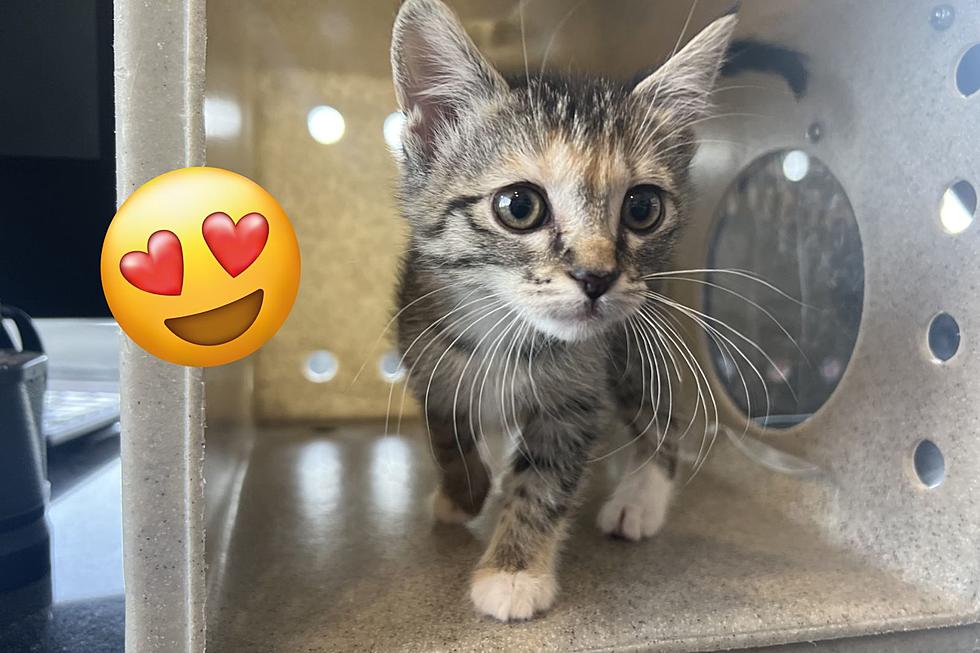 OMG. Adorable Kittens Up for Adoption at Billings’ Animal Shelter