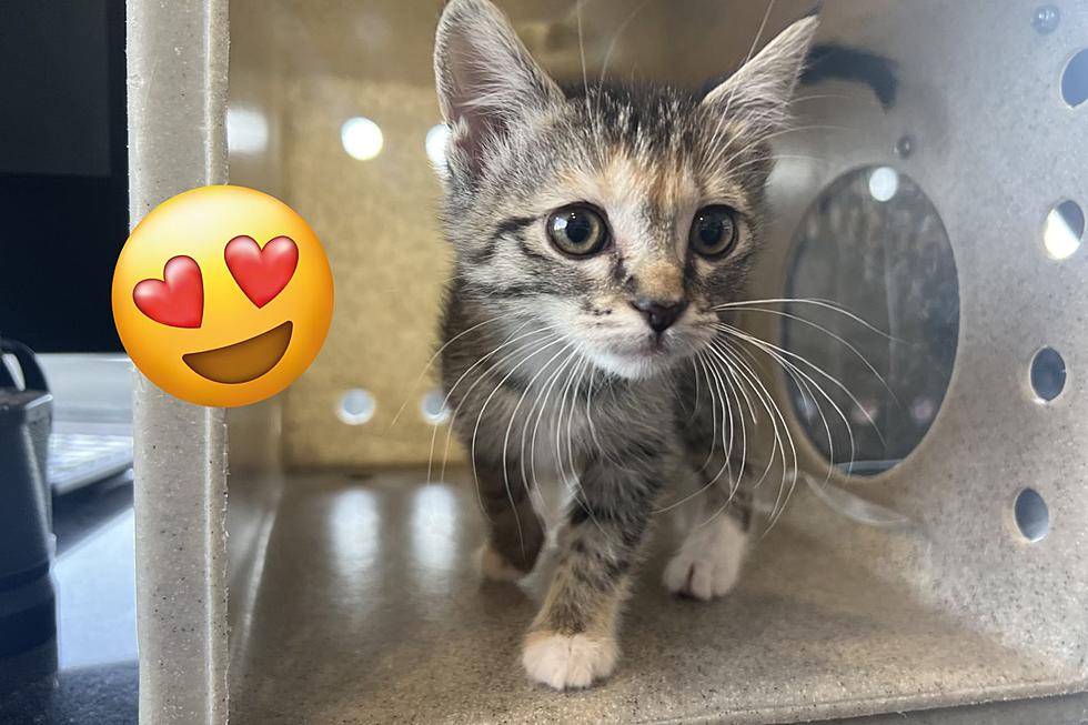 OMG. Adorable Kittens Up for Adoption at Billings&#8217; Animal Shelter