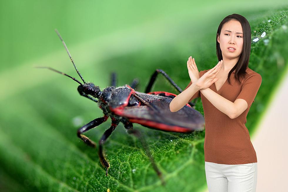 Romantic Nickname, Nasty Bug. Have You Seen a Kissing Bug in MT?