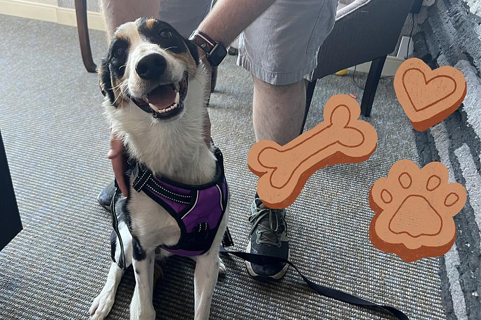 Billings' Wet Nose Wednesday Dog 'Elroy' is a Real Sweetheart