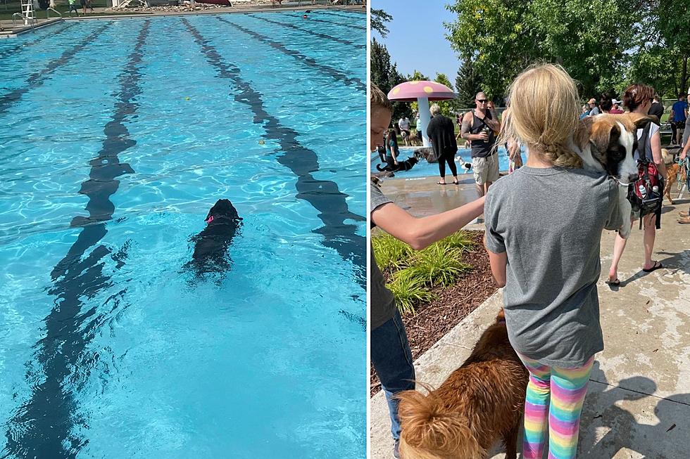 Billings Dogs are Ready for a Swim at Rose Park Pool on Sunday (8/20)