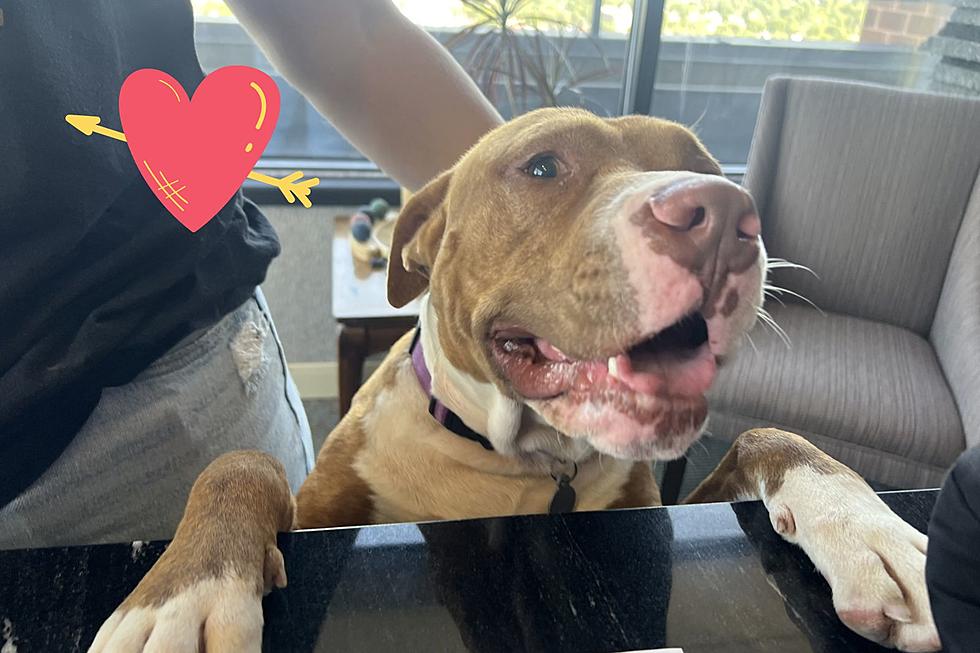 Billings’ Featured Adoptable Dog Will Energize Your Day