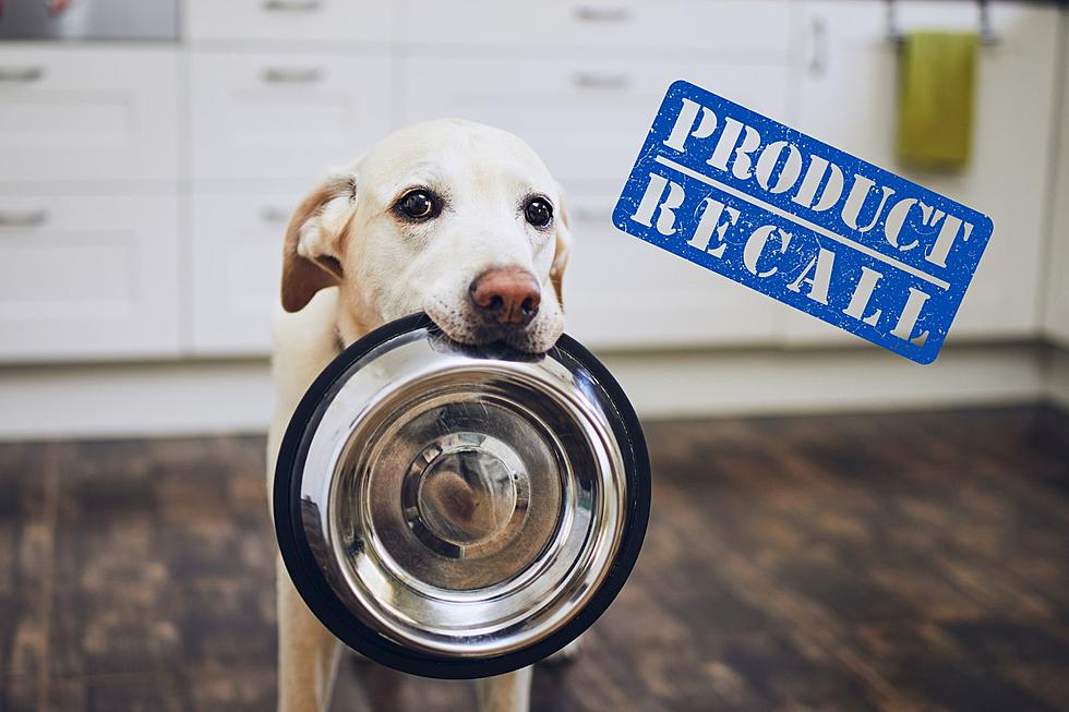 Popular Dog Food Sold in Montana Recalled for Salmonella Risk